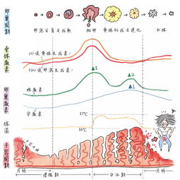 激素六项检查包括哪些项目