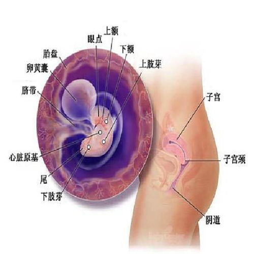 环境因素对胎儿生长发育有害