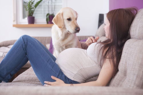 孕妇和宠物在一起有影响吗