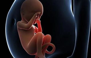 有遗传病家族史的家庭胎儿出生前怎么诊断