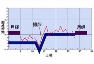 排卵期整个过程需要几天