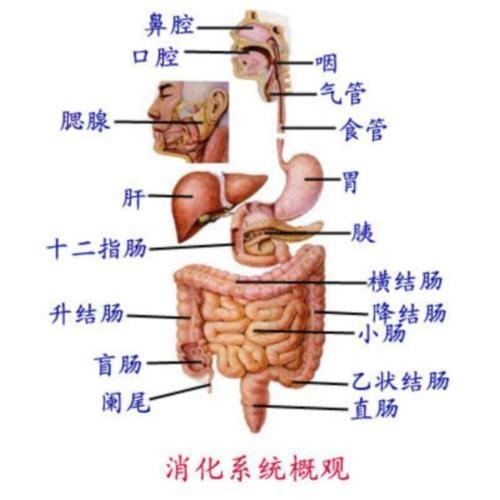 婴幼儿消化系统保健要点