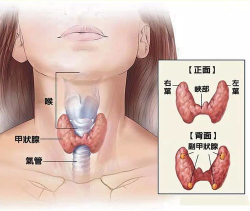 甲状腺功能检查需要做什么