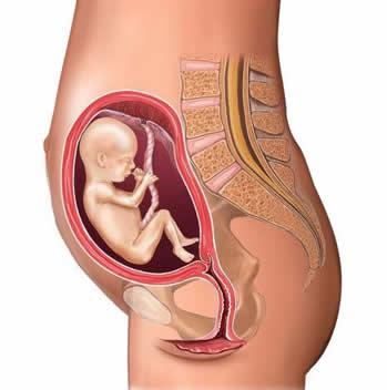 怀孕十周孕妇身体变化
