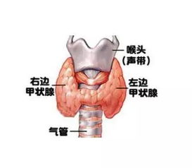 甲状腺功能需要查哪些