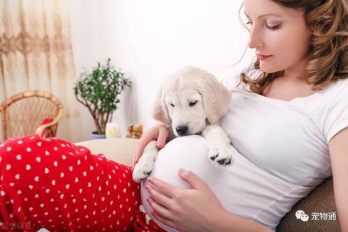 孕妇接触宠物狗会怎么样