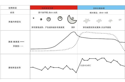 排卵期整个过程需要几天