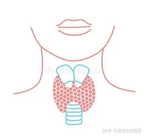 甲状腺功能检查需要空腹么