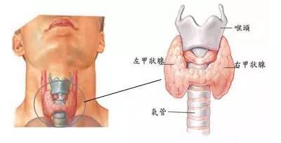 甲状腺功能需要化验什么