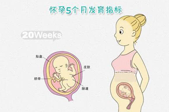 怀孕月份发育标准表
