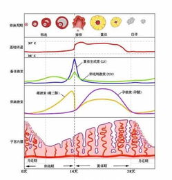 排卵期意思是