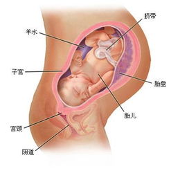 孕妇情绪影响胎儿发育的生理机制