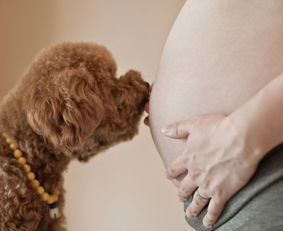 怀孕期间能接触宠物吗