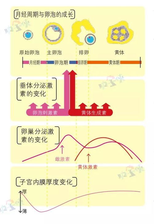 激素六项检查些什么