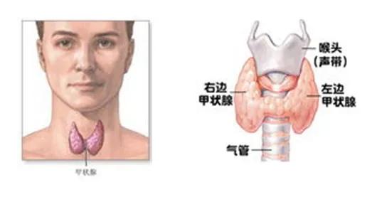 甲状腺功能需要验血吗