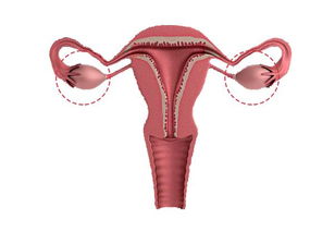 卵巢储备功能检查项目