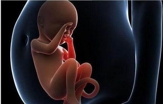 孕期蛋白质补充多了对胎儿有影响吗