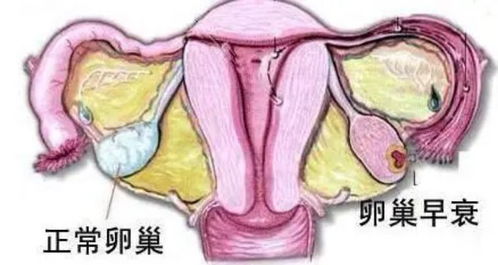 卵巢储备功能的评估指标不包括以下哪项