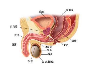 生殖系列检查包括什么检查