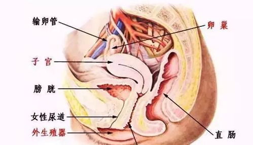 生殖系列检查包括什么项目