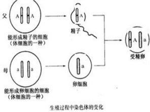 遗传怎么治