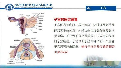 生殖系统全面检查包括一系列检查，旨在评估和监测生殖系统的健康状况